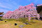 醍醐寺　霊宝館前の枝垂れ桜