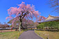 醍醐寺　霊宝館　桜