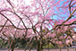 三宝院　桜　高画質写真