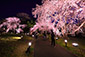 醍醐の花見　桜　ライトアップ