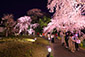 醍醐の花見　夜桜ライトアップ