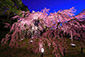 醍醐寺の夜桜