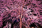 醍醐寺の桜　ライトアップ