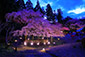三宝院　醍醐寺の桜　ライトアップ