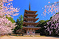 醍醐寺　桜　画像