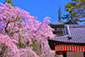 醍醐の花見　桜　写真