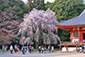 京都　山科　醍醐寺　桜