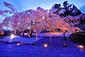 京都　山科　醍醐寺　夜桜