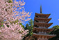 醍醐寺の桜写真