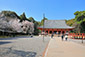 醍醐寺　金堂と桜