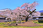 醍醐寺　霊宝館前の桜　現在