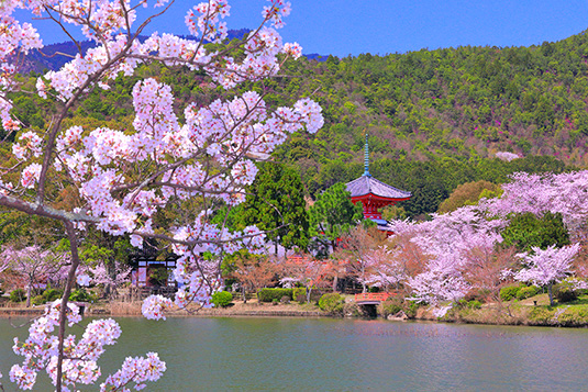 大覚寺　桜