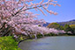 大覚寺　大沢池の桜