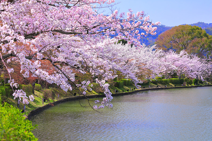 大覚寺 桜