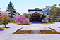 大覚寺の桜画像