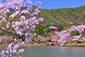 龍頭舟　桜