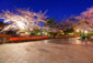 kyoto sakura