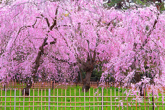 京都御苑 桜