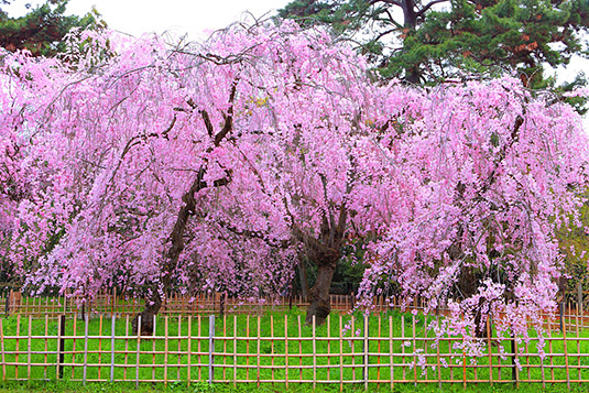 京都御苑　桜　画像