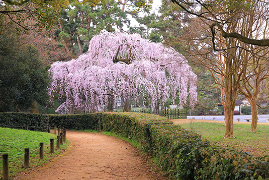 京都御苑　桜　写真