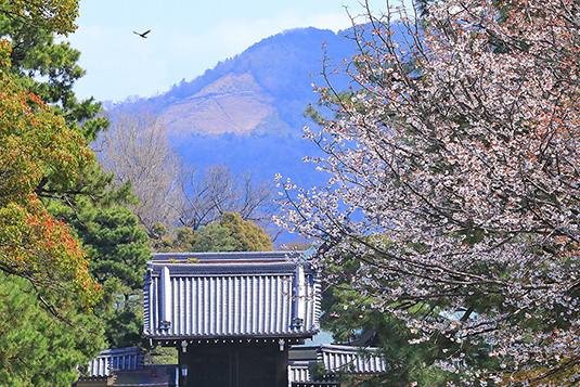 ���s�䉑�@�啶���@��