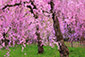 京都御苑　近衛邸跡　桜