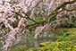 近衛邸跡　桜　京都の早咲き桜