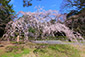 京都御苑　近衛邸跡　桜