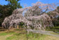京都御苑　近衛邸跡の桜