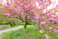 京都御苑　八重桜