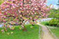 京都御苑　八重桜　写真