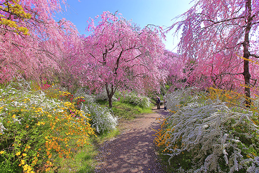 原谷苑　桜　画像