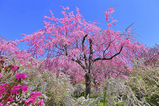 ���J���@���@���掿�摜