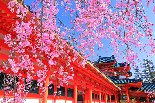 平安神宮　桜　写真