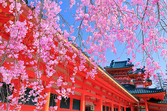 平安神宮　桜　高画質写真