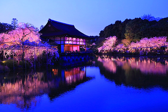 平安神宮　桜　ライトアップ