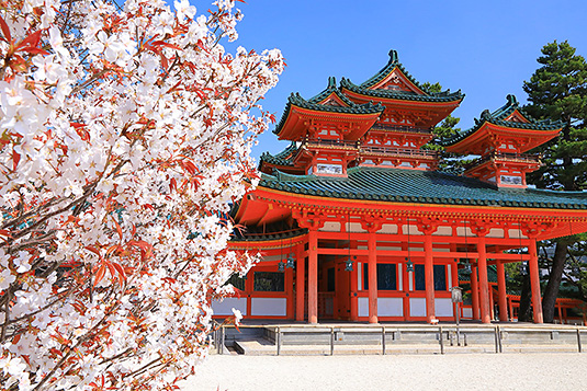 平安神宮　桜　画像
