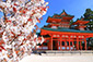 京都の桜　平安神宮