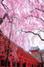 平安神宮　紅しだれ桜