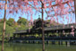 平安神宮　桜　画像