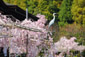 平安神宮　桜　サギ　鷺
