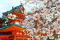 京都　平安神宮　桜　高画質写真