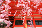 平安神宮　桜　画像　