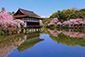 京都　平安神宮　桜画像