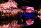 京都　夜桜　ライトアップ