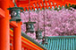 平安神宮　紅枝垂れ桜