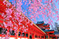 平安神宮　桜　高画質写真