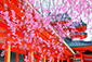 平安神宮　桜　高画質　画像