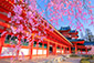 平安神宮　桜　写真