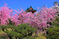 京都　平安神宮　桜　見頃　時期